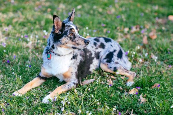 /Images/uploads/Mid County Chamber of Commerce/pet-mayor-2022/entries/24733thumb.jpg